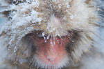 『Snow Monkey』～耐える～