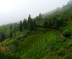 Lonji Rice Terraces