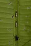 Schmuckzikaden (Cicadellinae) und ein Käfer (Coleoptera)