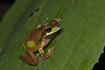 Costa Rica-Laubfrosch (Smilisca phaeota)