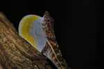 Golfo Dulce-Anolis (Norops polylepis), imponierendes Männchen