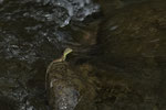 Stirnlappenbasilisk (Basiliscus plumifrons), Jungtier