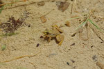 Levante-Wasserfrosch (Pelophylax bedriagae)