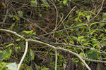 Streifenbasilisk (Basiliscus vittatus), gut getarntes Männchen