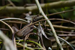 Streifenbasilisk (Basiliscus vittatus), Männchen