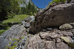 Trächtige Alpenviper aus dem Berner Oberland