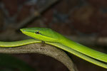 Bejuquilla Verde (Oxybelis fulgidus) 