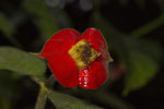 Hooker's Lips (Psychotria elata)