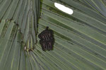 Gelbohr-Fledermäuse (Uroderma bilobatum)