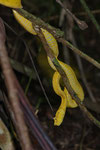 Greifschwanz-Lanzenotter (Bothriechis schlegelii), gelbe Farbmorphe (Oropel)