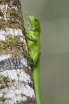 Junger Grüner Leguan (Iguana i. iguana)