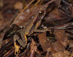 Rhaebo haematiticus, eine kleine, auf dem Waldboden lebende Krötenart