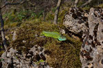 Smaragdeidechse, Männchen aus dem Elsass