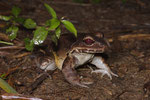 Costa Rica-Ochsenfrosch (Leptodactylus savagei)