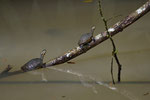 Schmuckschildkröten (Trachemys scripta ssp.) 