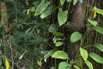 Zwei Individuen der Greifschwanzlanzenotter (Bothriechis schlegelii) auf demselben Foto!