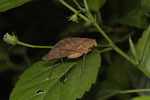 Falllaubkatydid (Orophus tessellatus)
