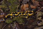 Feuersalamander-Weibchen (Salamandra s. terrestris) mit ungewöhnlichem Fleckenmuster