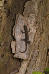 Gelbkopfgecko (Gonatodes albogularis), Weibchen