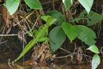 Stirnlappenbasilisk (Basiliscus plumifrons), Männchen