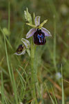 Hufeisen-Ragwurz (Ophrys ferrum-equinum)