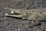 Spitzkrokodil (Crocodylus acutus)