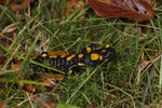 Feuersalamander (Salamandra s. salamandra) aus der Südschweiz