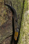 Gelbkopfgecko (Gonatodes albogularis), Männchen