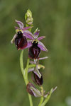 Hufeisen-Ragwurz (Ophrys ferrum-equinum)
