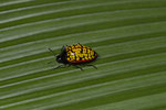 Käfer (Erotylina leoparda)