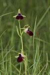 Helenes Ragwurz (Ophrys helenae)
