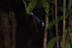 Libelle (Megaloprepus caerulatus?)