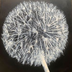 Norbert Weber Pusteblume
