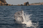 Erick's, Photo, Experience, Dolphins, Wildlife, Portugal