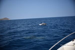 Erick's, Photo, Experience, Dolphins, Wildlife, Portugal
