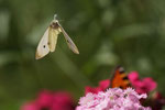Im Garten: Schmetterling fliegt los