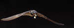 Margarethengut, Rauchschwalbe trägt Kot aus dem Nest