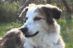 unser Willi (1)
