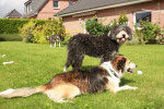 unsere 3 Fellnasen
