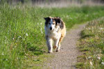 Willi - typisch Bordercollie