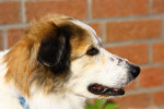 unser Willi (2)