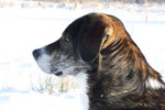 unser griech. Hund Pedro
