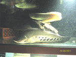 Chitala, Tausenddollarfisch, 53 cm, Foto: Aquatilis, Peter Jaeger