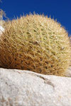 Chile, Valle del Elqui - Cactus