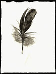 Feather 3, Monotype on Paper, 2000, 19x14 cm [ID 20000207]