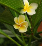 im Balinesischen Garten