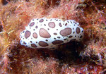 Leopardenschnecke (Peltodoris atromaculata), Palinuro, Italien