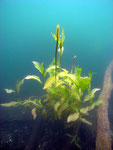 Glänzendes Laichkraut (potamogeton lucens)