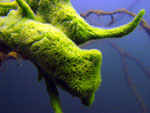 Süßwasserschwamm (spongilla lacustris)