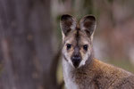 Swamp Wallaby